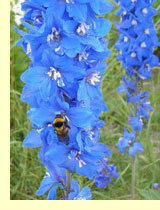 Живокость высокая, шпорник мухамор, филчья трава.(Delphinium elatum L.) Живокость высокая, шпорник мухамор, филчья трава.(Delphinium elatum L.)